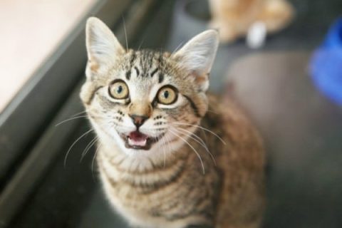 Kedilerde Stres ve Anksiyete: Belirtileri ve Yardım Yolları