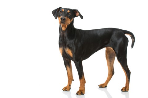Alman Pinscher Köpek Irkının Genel Özellikleri ve Bakımı