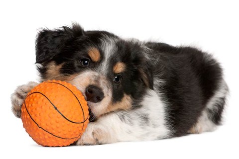 Border Collie Cinsi Köpek Özellikleri ve Bakımı
