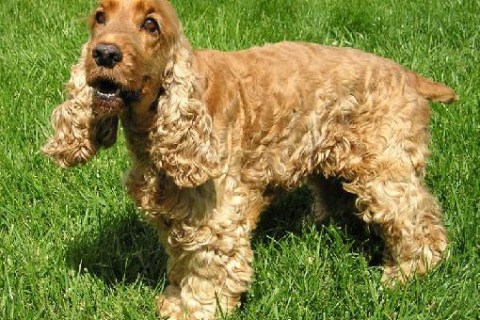 Amerikan Cocker Köpek Irkı Genel Özellikleri ve Bakımı