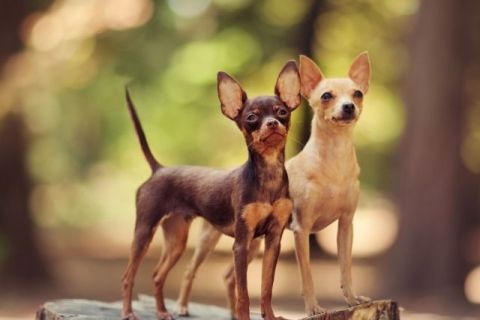 Russian Toy Cinsi Köpek Özellikleri ve Bakımı