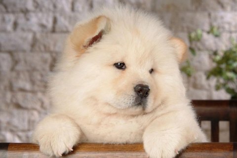 Chow Chow Cinsi Köpek Özellikleri ve Bakımı