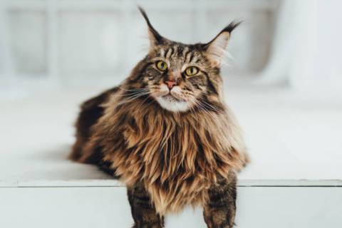 Maine Coon Özellikleri Nelerdir Bakımı Nasıldır?