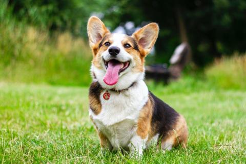 Köpek İdrar Kokusu Nasıl Giderilir? Köpek İdrar Kokusu Giderme