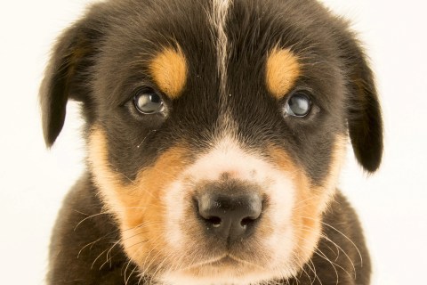 Köpeklerde Görülen Göz Hastalıkları Nelerdir?
