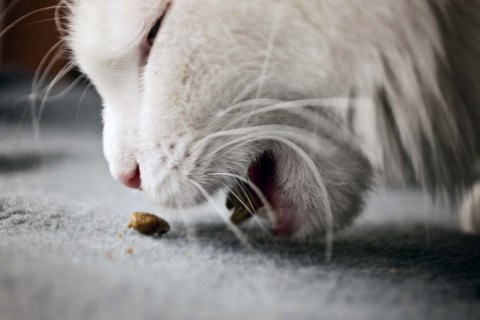 Kedimi Nasıl Beslemeliyim? Kedilerde Beslenme Aralığı