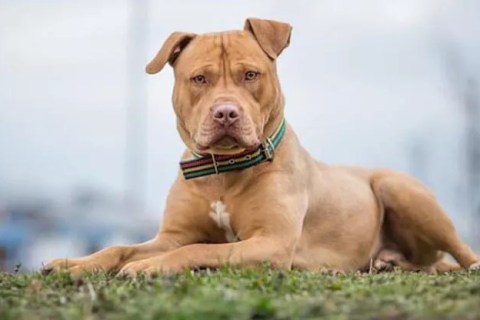 Köpeklerle Yapabileceğimiz Eğlenceli ve Yararlı Etkinlikler Nelerdir?