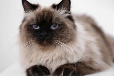 Balinese Cinsi Kedi Özellikleri ve Bakımı