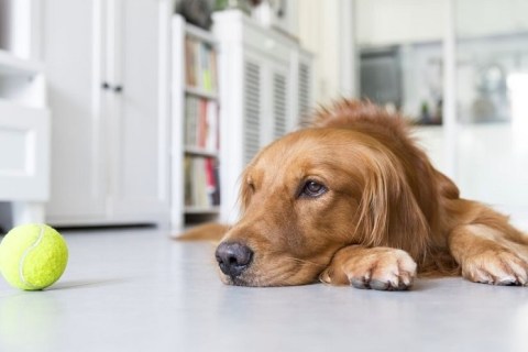 Köpeklerde Hapşırmaya Sebep Olabilecek Belirtiler