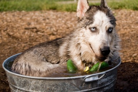 Köpeklerin Kulakları Neden Kesilir? Amaç Nedir ?