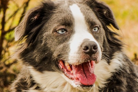 Köpeklerde Yaşlanma: Yaşlı Köpeklerin Bakımı ve İhtiyaçları Nelerdir ?