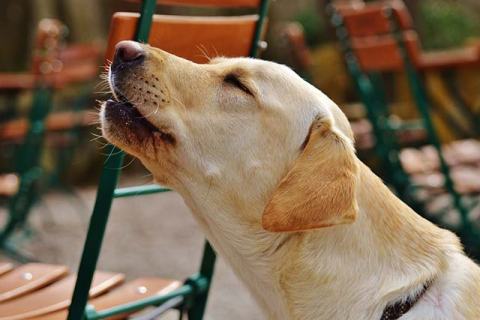 Köpeklerde Görme ve İşitme Problemleri: Belirtiler ve Çözümler