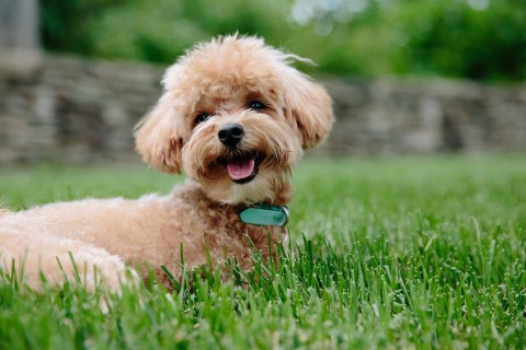 Köpekler Kenelerden Nasıl Korunabilir?