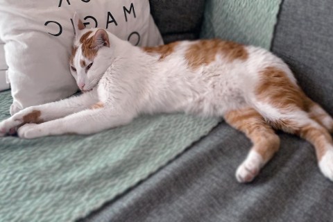 Kedilerin Dilini Anlamak: Kuyruk Hareketlerinin Anlamı