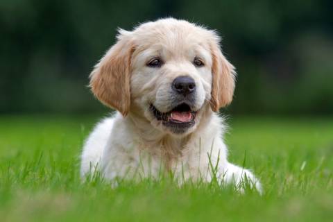 Köpeklerde Sosyalleştirme Eğitimleri (Sosyalizasyon)