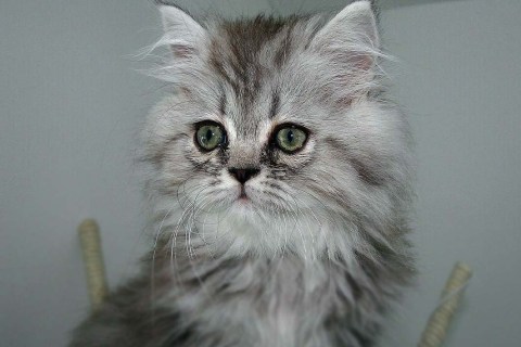 Kedi Sahiplenmeden Önce Bilmeniz Gereken 10 Şey