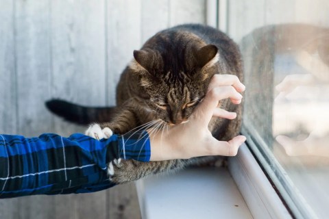 Kedim Beni Neden Isırıyor? Kedi Isırması Nasıl Önlenir?