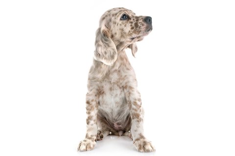 English Setter Cinsi Köpek Özellikleri ve Bakımı