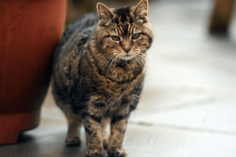 Kedilerin Zihinsel ve Fiziksel Sağlığı: Oyun ve Etkileşimin Önemi