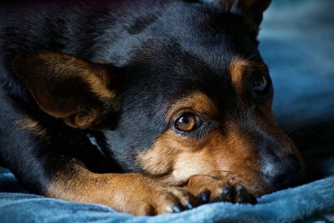Havai Fişekler Köpekler İçin Neden Korkutucu?