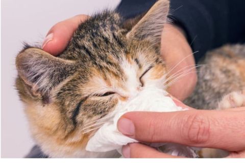 Kedi Nezlesi Belirtileri ve Tedavi Yöntemleri Nelerdir?
