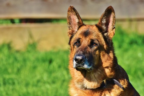 Farklı Köpek Irkları ve Özellikleri