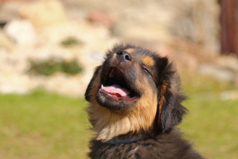 Köpeğim Çiğ Tavuk Yiyebilir mi? Köpeklerde Çiğ Beslenme