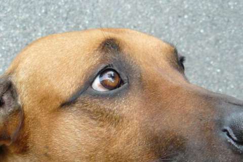 Köpekler Renk Körü mü? Köpekler Hangi Renkleri Görüyor?