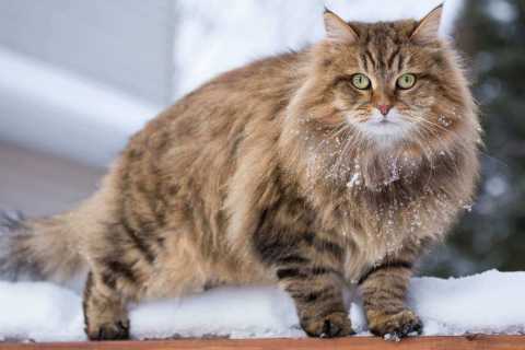 Sibirya Cinsi Kedi Özellikleri ve Bakımı