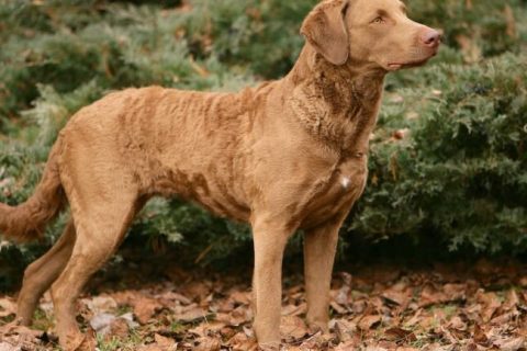 Chesapeake Bay Retriever Cinsi Köpek Özellikleri ve Bakımı