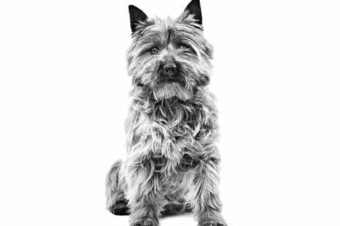 Cairn Terrier Köpek Irkı Özellikleri ve Bakımı