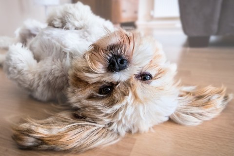 Köpeklerde Diş Dökülmesi ve Sebepleri