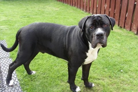 Bandogge Mastiff Cinsi Köpek Özellikleri ve Bakımı