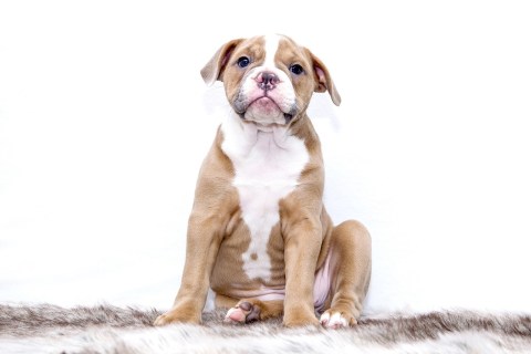 Köpekler Ananas Yiyebilir mi? Ananas Köpekler İçin Zararlı mı?