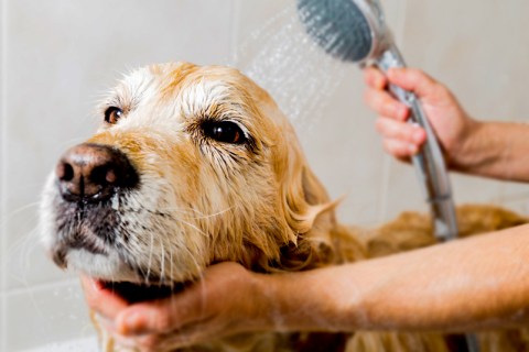 Köpeğinizi hangi sıklıkla yıkamalısınız ve nelere dikkat etmelisiniz ?