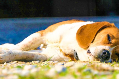 Köpeklerde Egzersiz: Sağlıklı ve Dengeli Bir Yaşam İçin Gerekli Aktiviteler