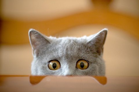 Kediler Neden Bu Kadar Meraklı? Sebepleri Nedir ?