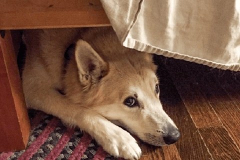 Köpeğim Çok Korkuyor. Sebebi Ne Olabilir?