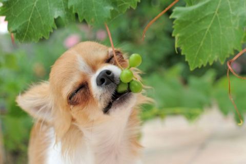 Köpeklerde İç Parazit Belirtileri ve Tedavisi
