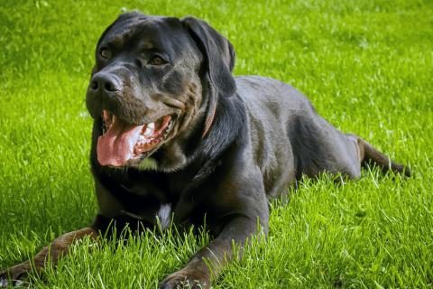 Köpeklerde Kireçlenme (osteoartrit) Nedir?