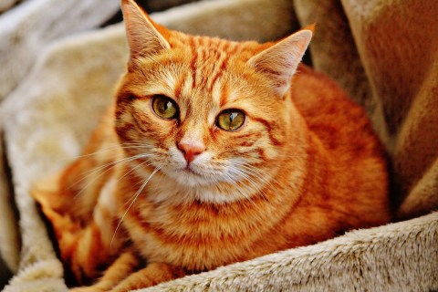 Kedi Bakımıyla İlgili En İyi İpuçları