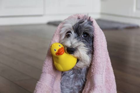 Yavru Köpek Eğitimi ile İlgili Bilinmesi Gereken En Önemli Konular