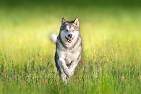 Ruh Sağlığınızı Korumak İçin Köpek Sahiplenmek Doğru mu?