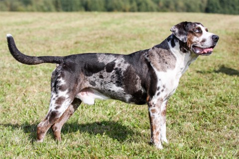 Catahoula Leopar Cinsi Köpek Özellikleri ve Bakımı