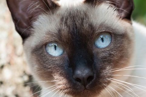 Mekong Bobtail Cinsi Kedi Özellikleri ve Bakımı