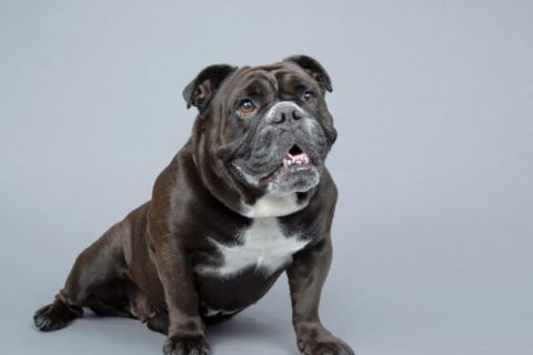 Victorian Bulldog Cinsi Köpek Özellikleri ve Bakımı