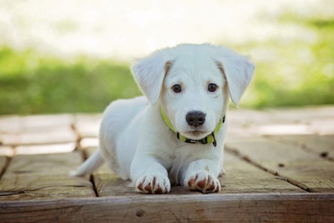 Köpek Sahibi Olmanın Kanıtlanmış Faydaları Nelerdir?