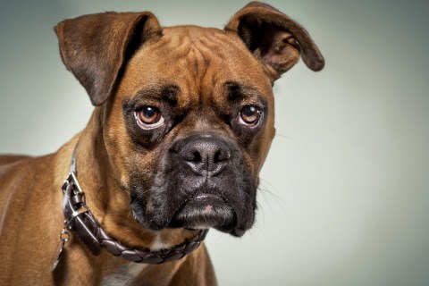 Köpeklerde Görülen En Yaygın Davranış Sorunları