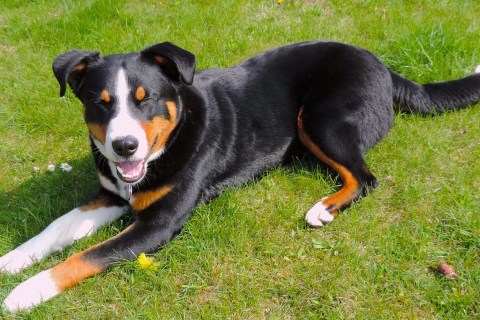 Appenzell Dağ Cinsi Köpek Özellikleri ve Bakımı