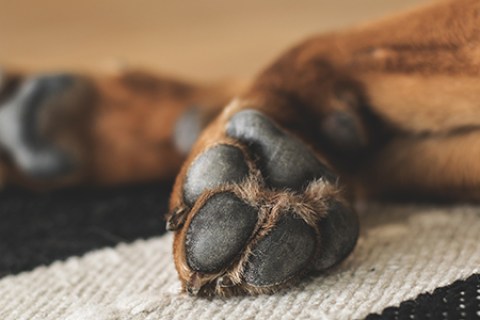 Köpeklerde Pati ve Tırnak Bakımı Hakkında Bilgiler